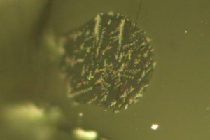 Photomicrograph of the melt inclusions