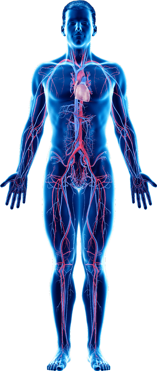 Drawing of human body with internal organs showing