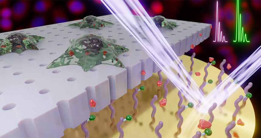 SAMDI MS allows minimally invasive cell sampling | Spectroscopy Europe ...