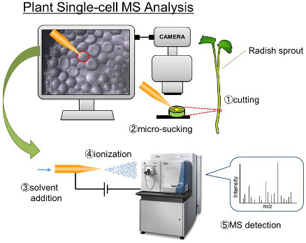 Mass spectrometry of single cell contents | Spectroscopy Europe/World