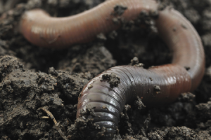 Photo of an earthworm
