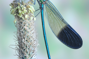 Photo of dragonfly wing