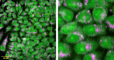 Raman images of living cells