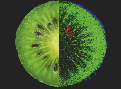 MS image of the ingredients of a kiwi