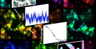 Diagrams and images of the paths fluorescent particles take as they diffuse through a porous nanoscale structure