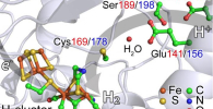 Nuclear resonant vibrational spectroscopy, a new X-ray spectroscopy technique has been used to study enzymes that can produce hydrogen gas, the understanding of their reactions could be important in developing a clean-fuel economy powered by hydrogen. Credit: Cramer Lab, UC Davis