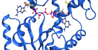 High resolution x-ray structure of the enzyme adenylate kinase trapped in a transient structural state by a covalent disulfide bond.